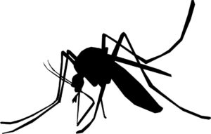Silhouette of a mosquito with long legs and a proboscis on a white background (vector style)